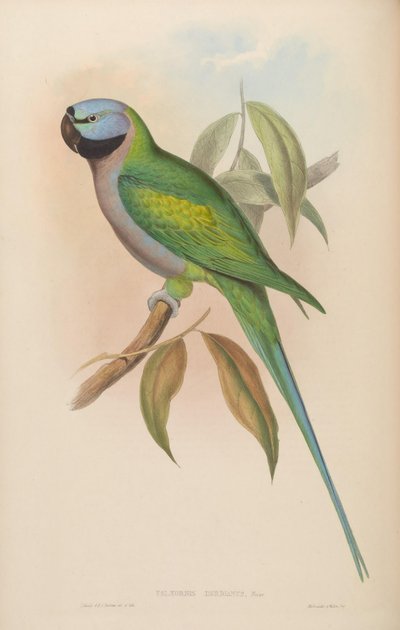 Palaeornis derbianus by John Gould